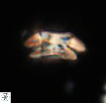 Coccolithus pelagicus VR 33250