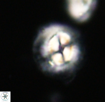 Coccolithus pelagicus VR 33253