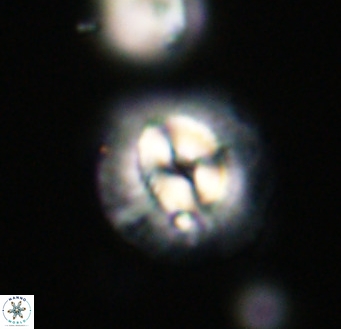 Coccolithus pelagicus VR 33254