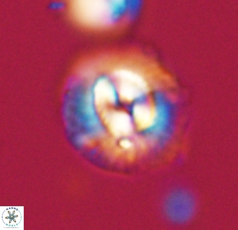 Coccolithus pelagicus VR 33255