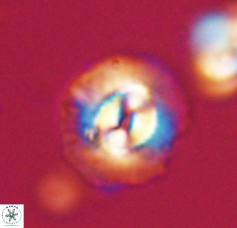 Coccolithus pelagicus VR 33256