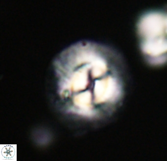 Coccolithus pelagicus VR 33257