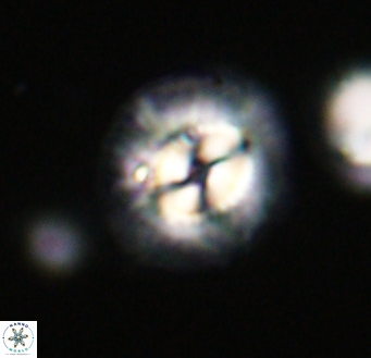 Coccolithus pelagicus VR 33258