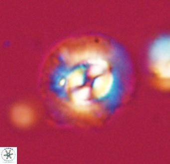 Coccolithus pelagicus VR 33259