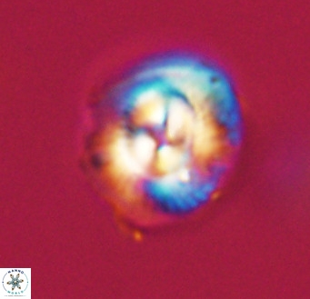 Coccolithus pelagicus VR 33260