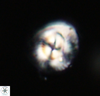 Coccolithus pelagicus VR 33261