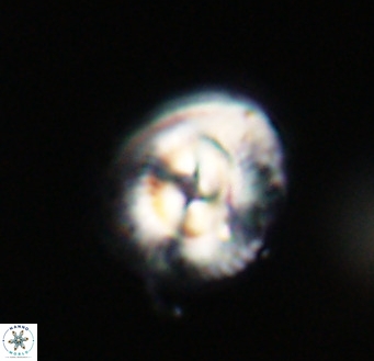 Coccolithus pelagicus VR 33262