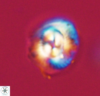 Coccolithus pelagicus VR 33263