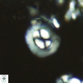 Coccolithus sarsiae VR 04430