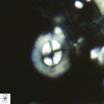 Coccolithus sarsiae VR 04433