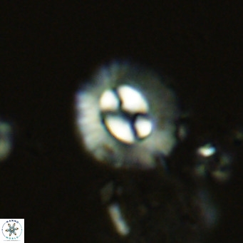 Coccolithus sarsiae VR 05686