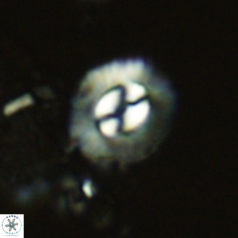 Coccolithus sarsiae VR 05690