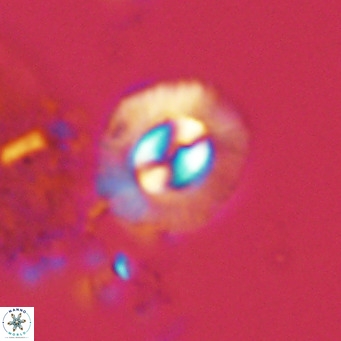 Coccolithus sarsiae VR 05691