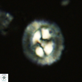 Coccolithus sarsiae VR 03679