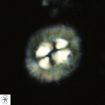 Coccolithus sarsiae VR 03683