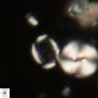 Coccolithus streckeri 312