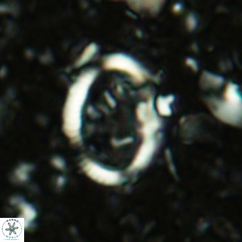 Coccolithus streckeri VR 16462