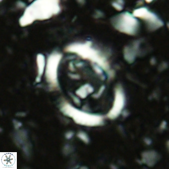 Coccolithus streckeri VR 16467