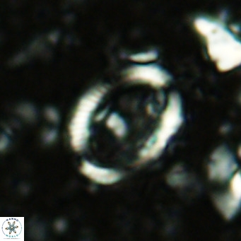 Coccolithus streckeri VR 16468