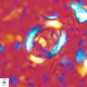 Coccolithus streckeri VR 16469
