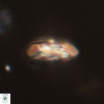 Coccolithus supremus 68340