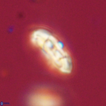 Coccolithus supremus 68342