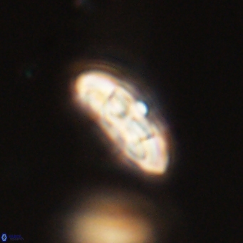 Coccolithus supremus 68343