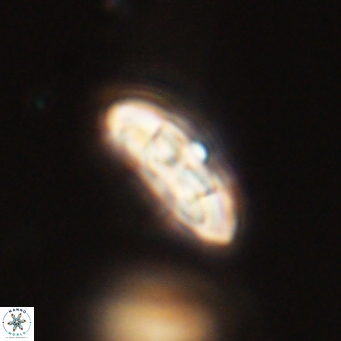 Coccolithus supremus 68343