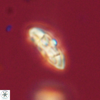 Coccolithus supremus 68345