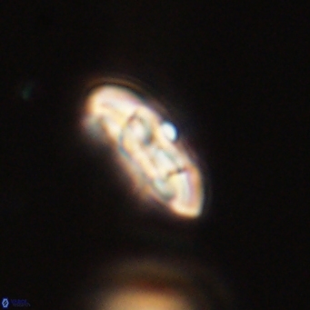 Coccolithus supremus 68346