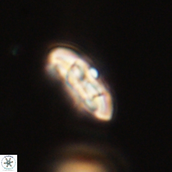 Coccolithus supremus 68346