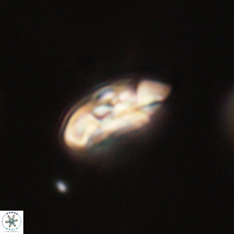 Coccolithus supremus 68354