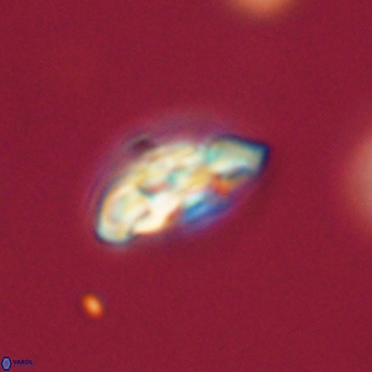 Coccolithus supremus 68355