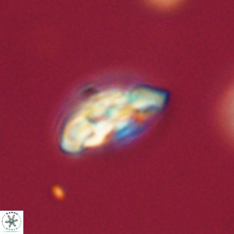 Coccolithus supremus 68355