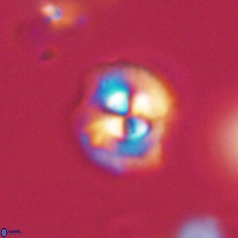 Coccolithus supremus 68356