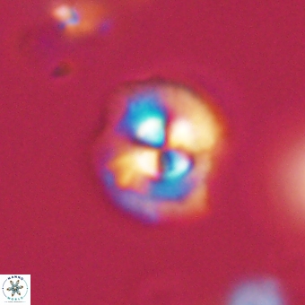 Coccolithus supremus 68356