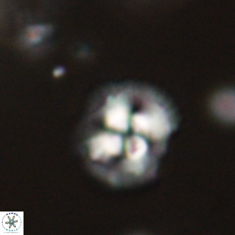 Coccolithus supremus 68357