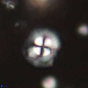 Coccolithus supremus 68359
