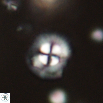 Coccolithus supremus 68359