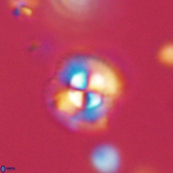 Coccolithus supremus 68360