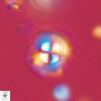 Coccolithus supremus 68360