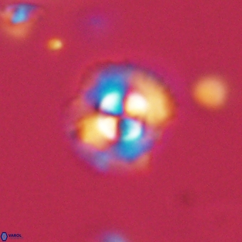 Coccolithus supremus 68361