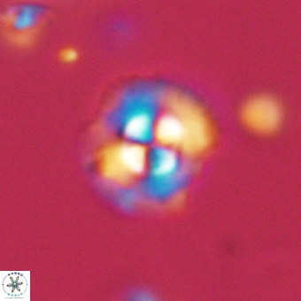 Coccolithus supremus 68361