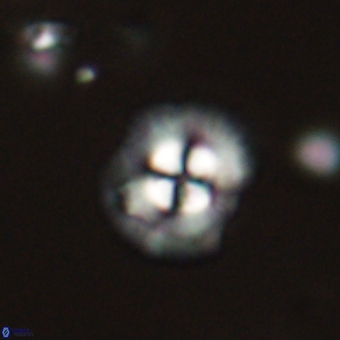 Coccolithus supremus 68362