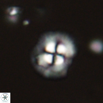 Coccolithus supremus 68362