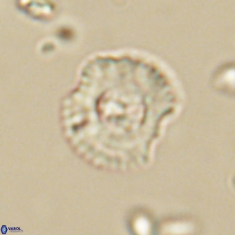 Coccolithus supremus 68363