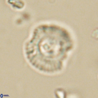 Coccolithus supremus 68364