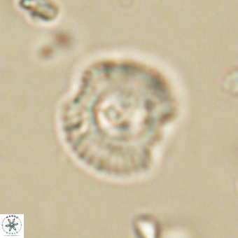 Coccolithus supremus 68364