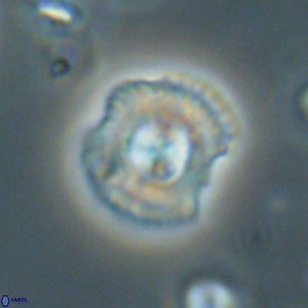 Coccolithus supremus 68366