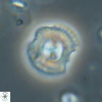 Coccolithus supremus 68366